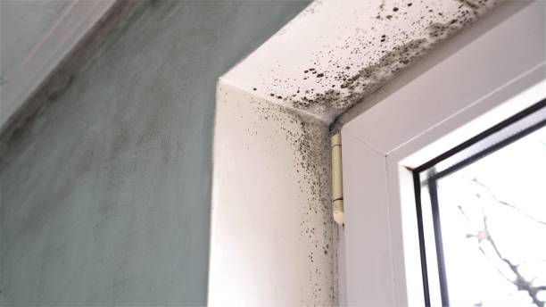 Best Residential Mold Inspection & Testing  in Ivanhoe, CA