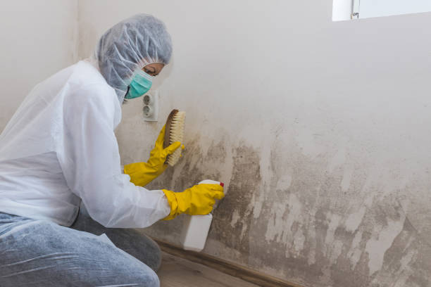 Best Crawl Space Mold Remediation  in Ivanhoe, CA